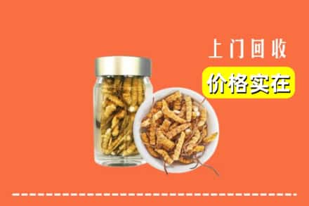 沧州孟村县回收散虫草