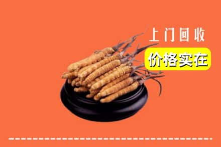 沧州孟村县回收冬虫夏草